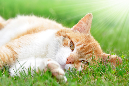 shutterstock_122593522