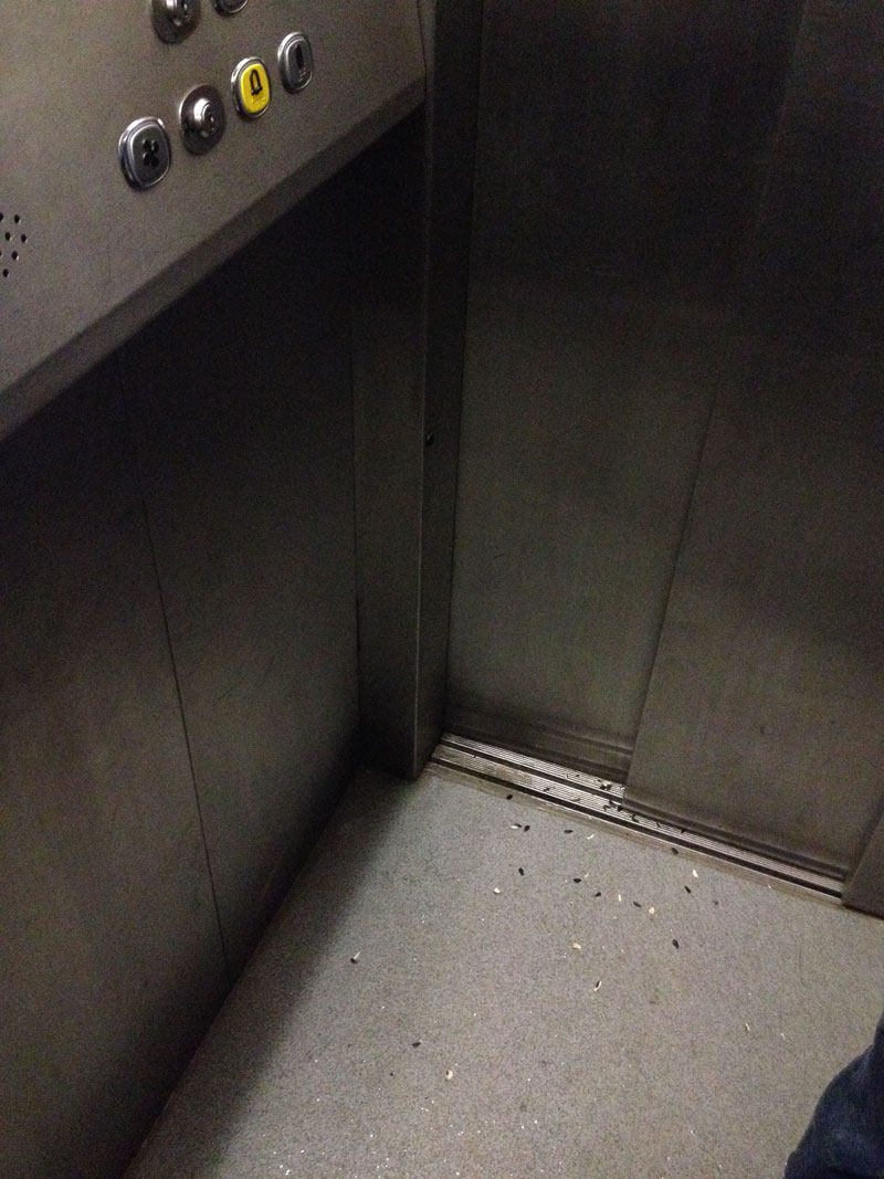 seminte-in-lift