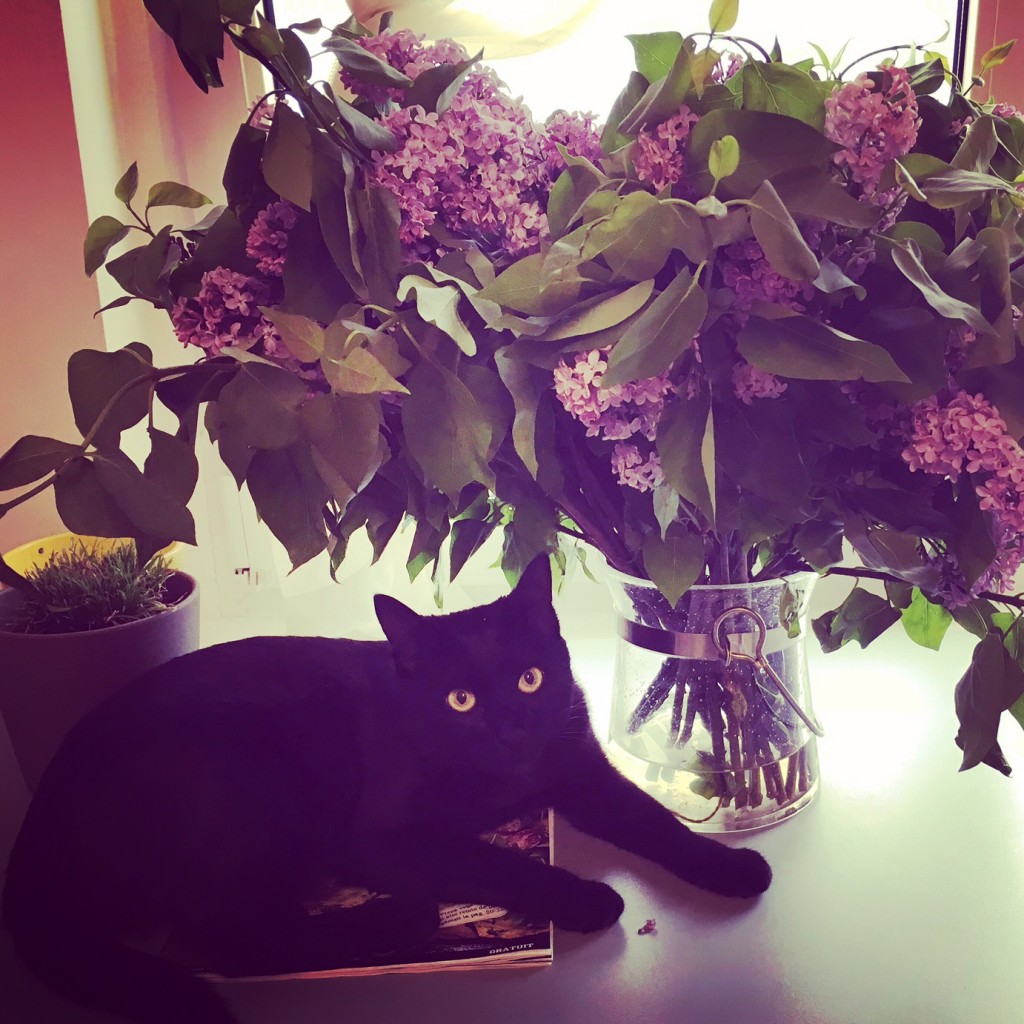 pisica si liliac